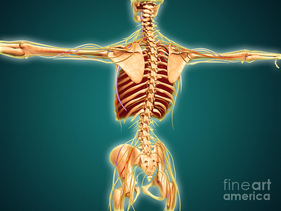 Back View Of Human Skeleton Digital Art by Stocktrek Images