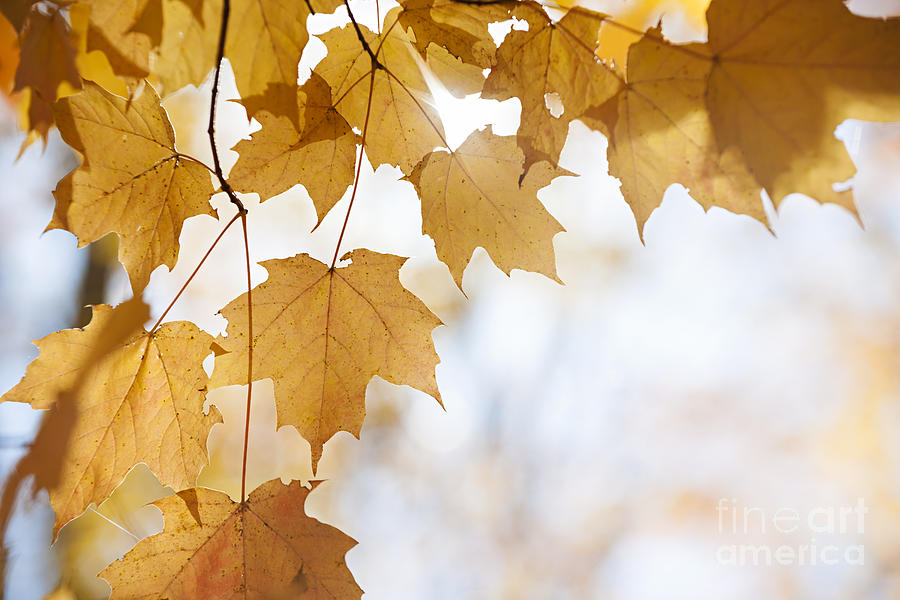 Soft light in fall maple leaves Photograph by Elena Elisseeva