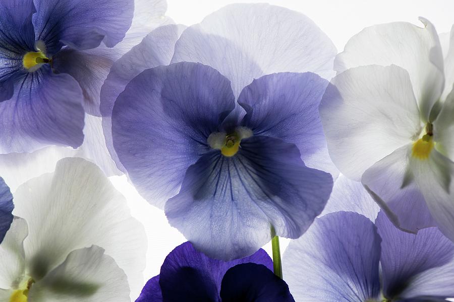 Backlit Pansies #1 Photograph by Photostock-israel/science Photo Library