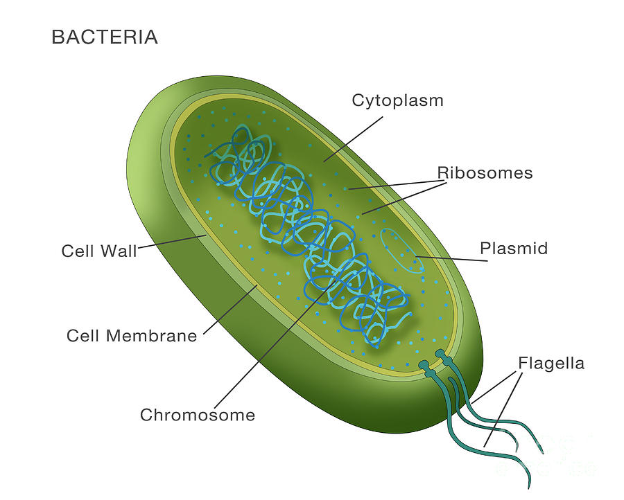 Bacteria Diagram Photograph by Monica Schroeder