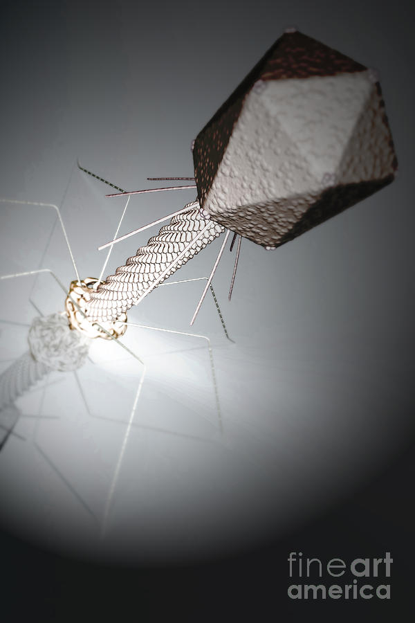Infection Photograph - Bacteriophage #1 by Science Picture Co