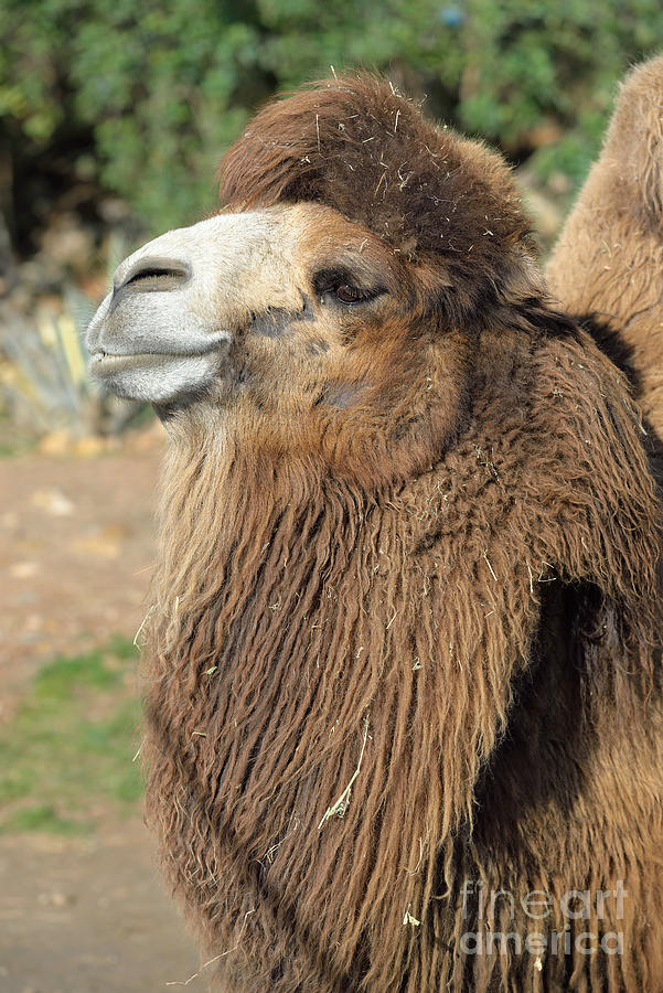 Camel Photograph - Bactrian camel #3 by George Atsametakis