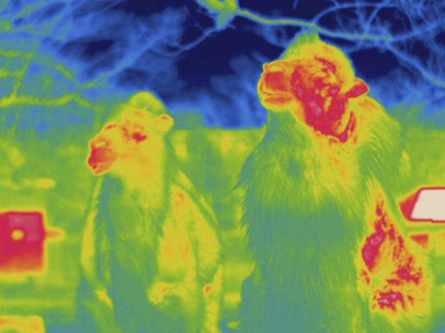 Bactrian Camel, Thermogram #1 Photograph by Science Stock Photography