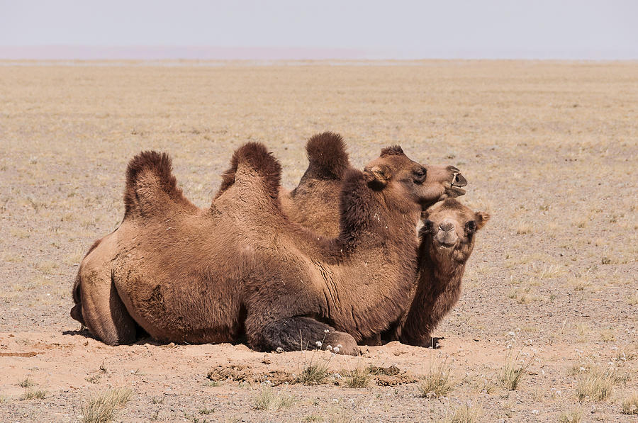 Bactrian Camels in the Gobi Desert #2 Photograph by Alan Toepfer