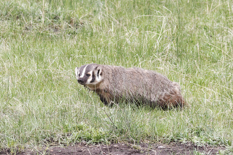 Yellowstone National Park Photograph - Badger in Yellowstone #1 by Natural Focal Point Photography