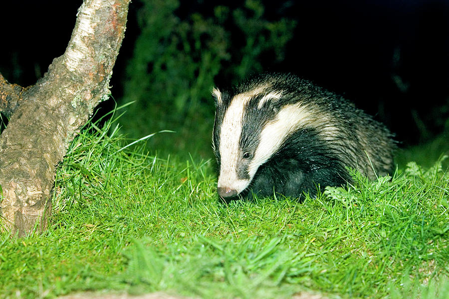 Badger (meles Meles) Photograph By John Devries Science Photo Library 