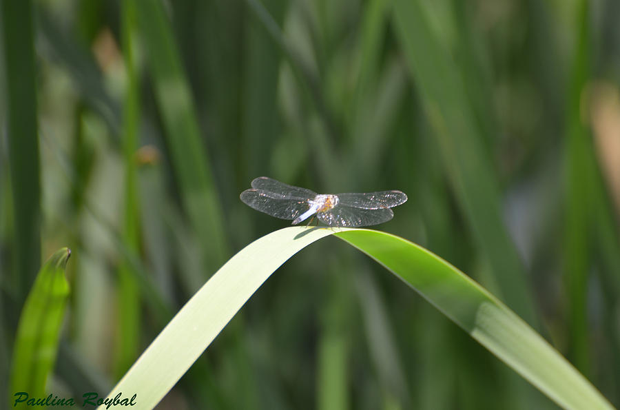 Dragonfly Photograph - Balance by Paulina Roybal Dragonfly Photograph - Balance by Paulina Roybal