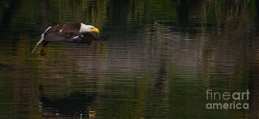 Bald Eagle   #1307 #1 Photograph by J L Woody Wooden