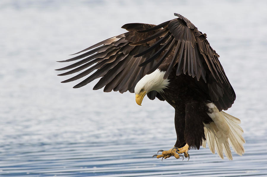 Bald Eagle Alighting Photograph by Ken Archer