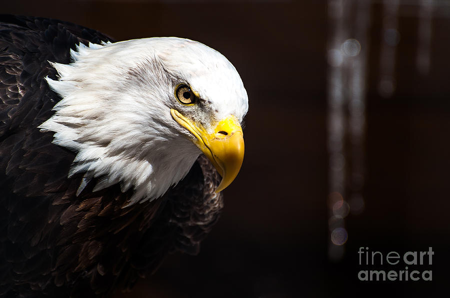 Bald Eagle #1 Photograph by Bianca Nadeau