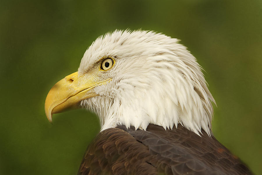 Bald Eagle  #1 Photograph by Brian Cross