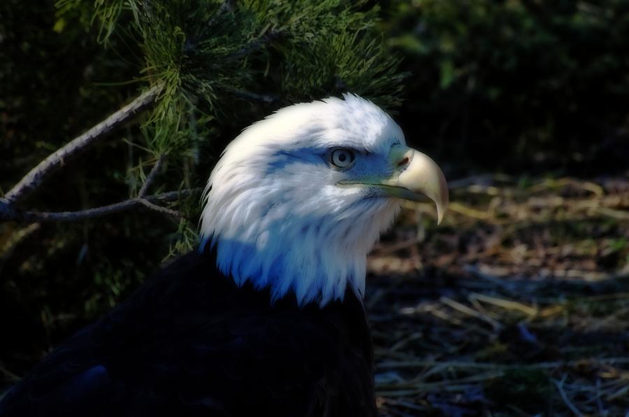 Eagle Photograph - Bald Eagle #1 by Cheryl Cencich