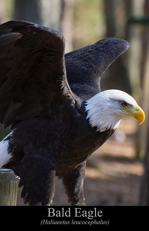 Bald Eagle #2 Digital Art by Flees Photos