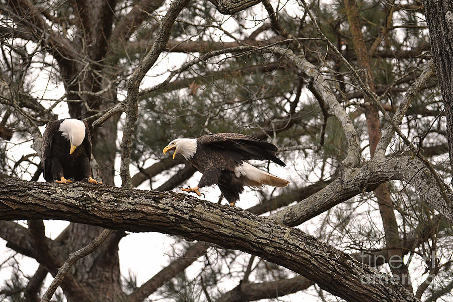 Bald Eagle Courtship #1 Photograph by Jai Johnson