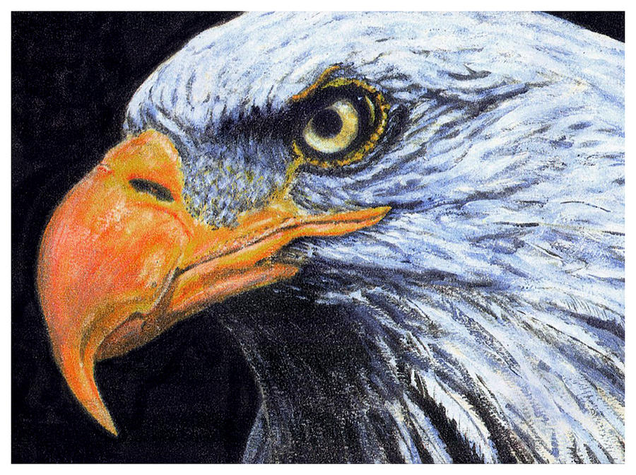Bald Eagle #1 Digital Art by David Blank