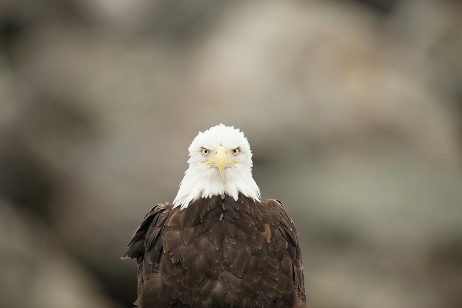 Bald Eagle #1 Photograph by Dr P. Marazzi/science Photo Library