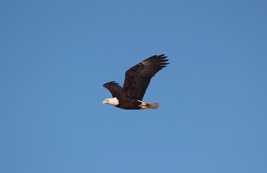 Bald Eagle Flight #1 Photograph by John Dart