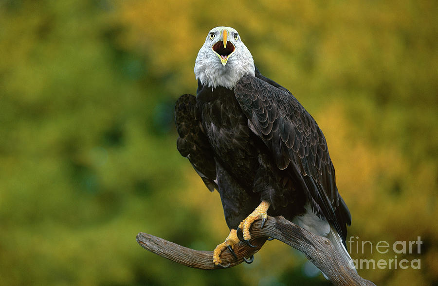 Bald Eagle Hailaeetus Leucocephalus Wildlife Rescue Photograph by Dave Welling