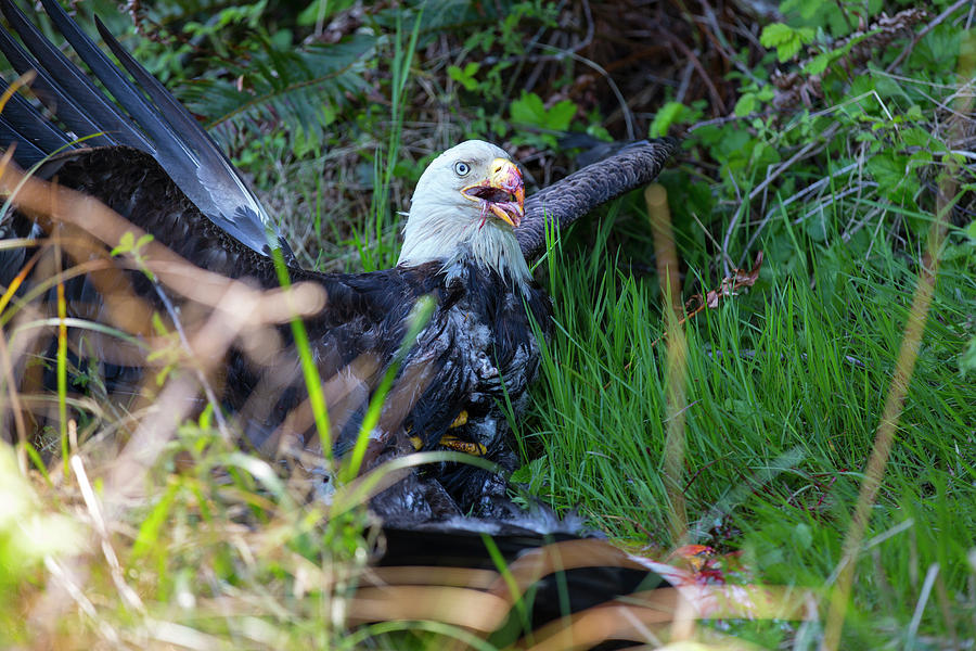 Bald Eagle Haliaeetus Leucocephalus Photograph by Cameron MacPhail ...