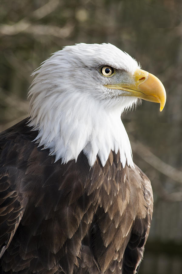 Eagle Photograph - Bald Eagle Haliaeetus leucocephalus #1 by Jordan Browning
