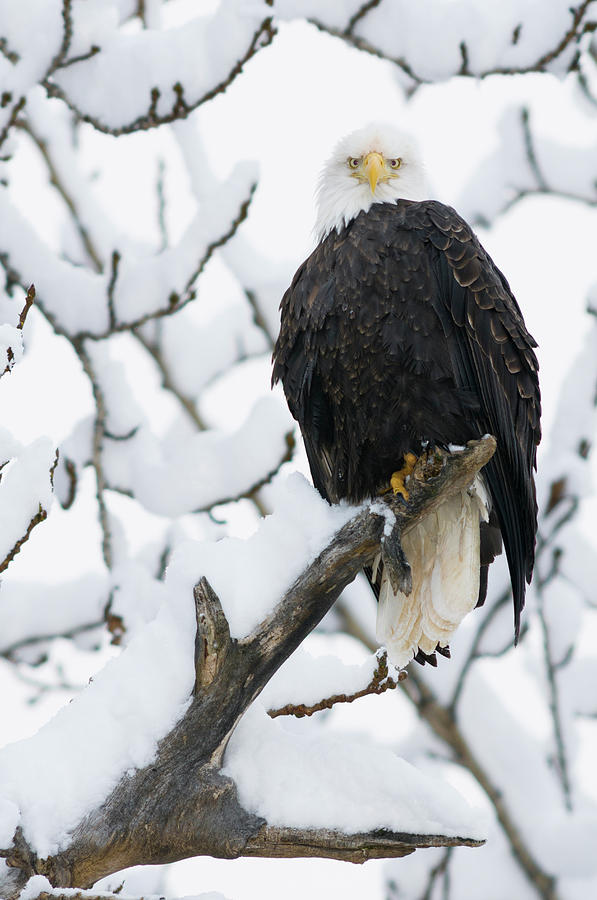 Bald Eagle Haliaeetus Leucocephalus Photograph by Josh Miller - Fine ...