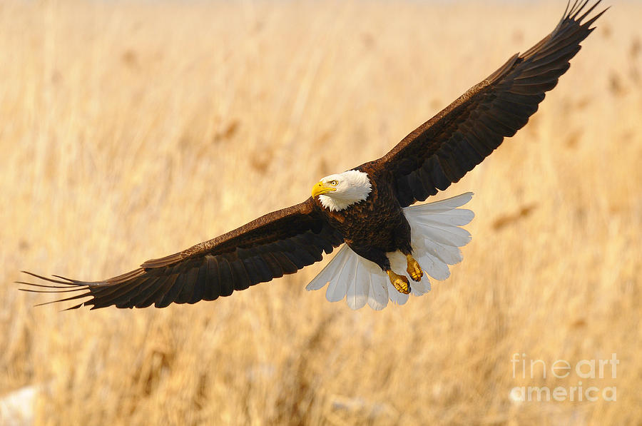 Bald Eagle Hunting #7 Photograph by Dennis Hammer