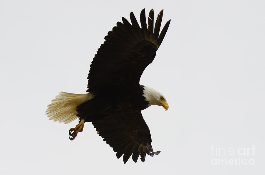 Bald Eagle In Flight #1 Photograph by Bob Christopher