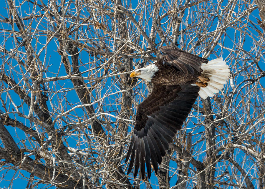 Bald Eagle in Flight #2 Photograph by Dawn Key
