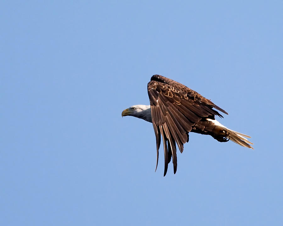 Bald Eagle in Flight #1 Photograph by Jack Nevitt