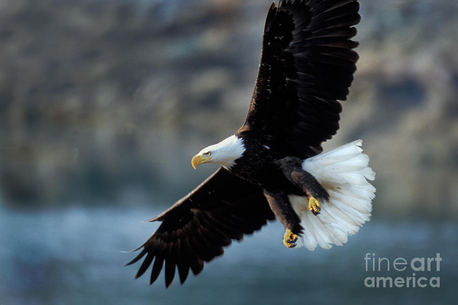 Bald Eagle In Flight #1 Photograph by Ron Sanford