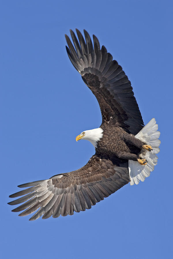 Bald Eagle In Flight by Tim Grams