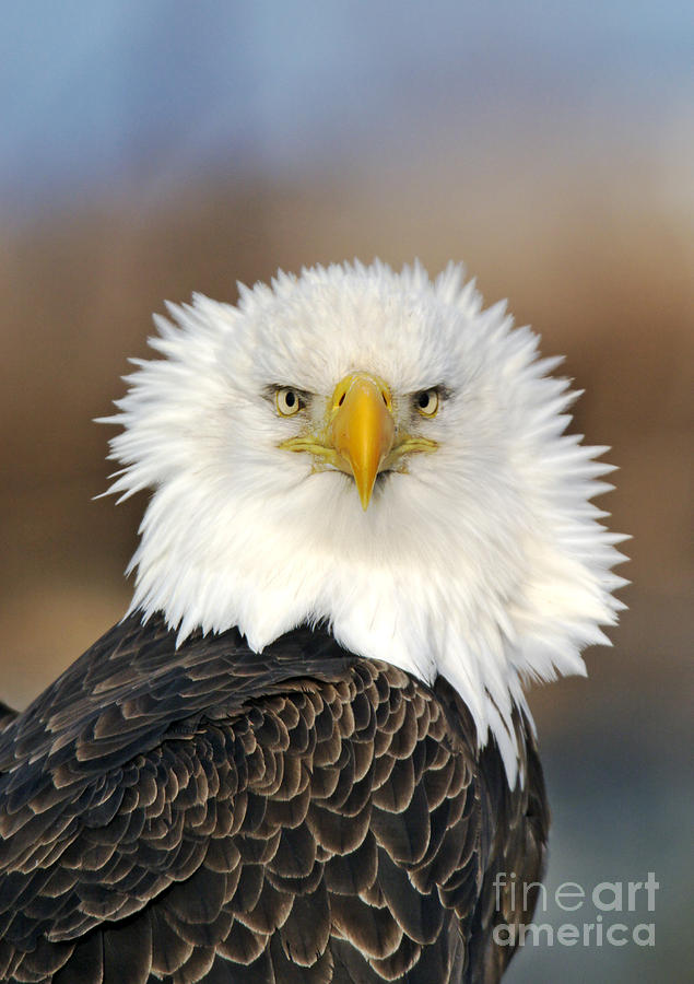 Bald Eagle #2 Photograph by Jim Zipp
