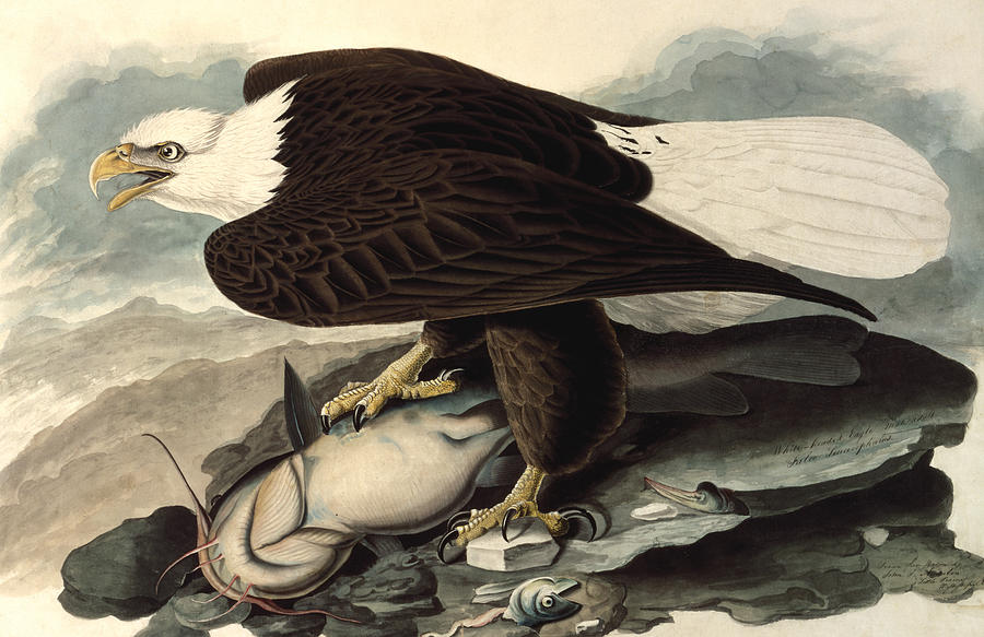 Eagle Painting - Bald Eagle by John James Audubon