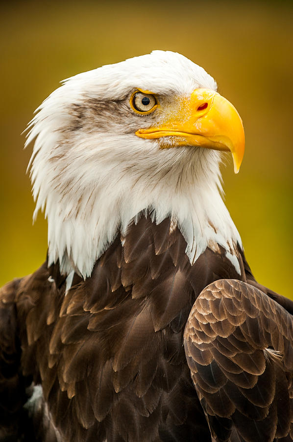 Bald Eagle #1 Photograph by Mark Llewellyn
