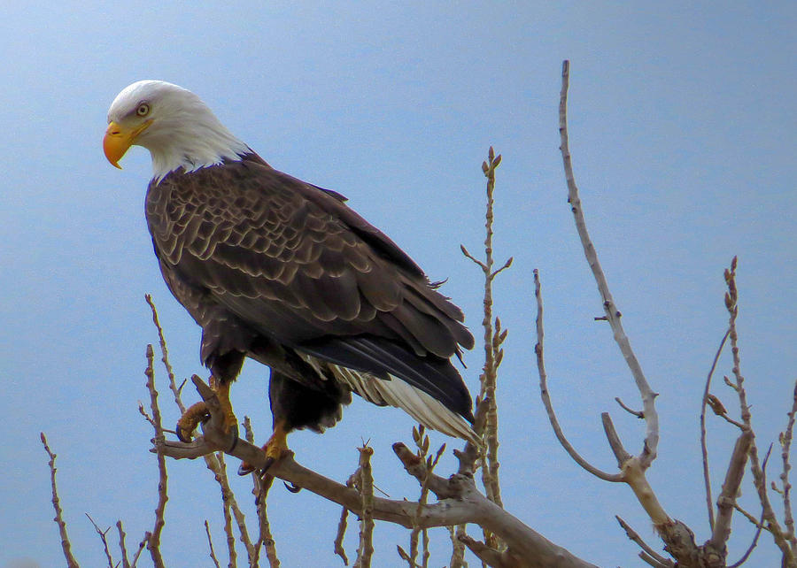 Bald Eagle on a Branch #2 Photograph by Dawn Key