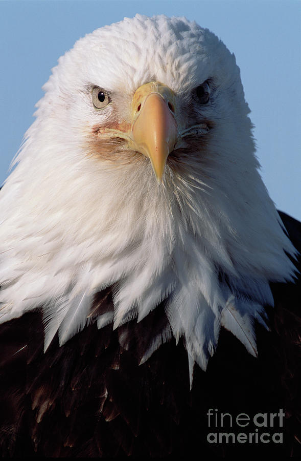 Bald Eagle Alaska Photograph by Yva Momatiuk John Eastcott