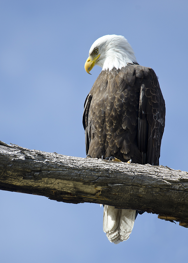 Bald Eagle Portrait Photograph by Loree Johnson