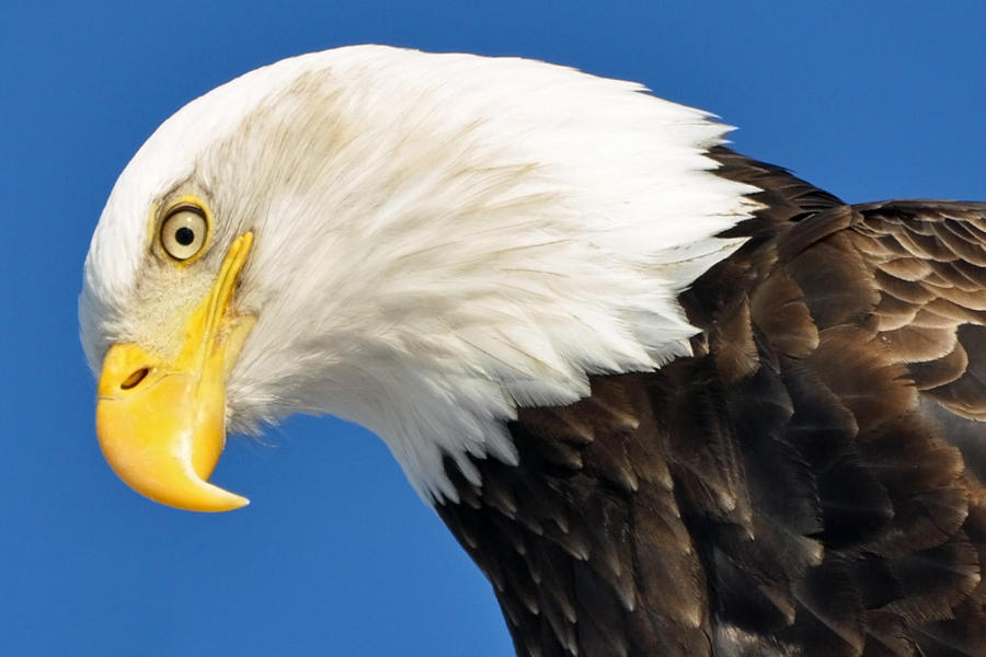 Bald Eagle profile Photograph by Clint Pickarsky - Fine Art America