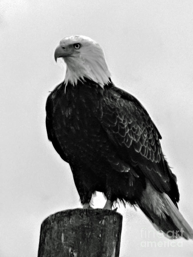 Bald Eagle #2 Photograph by Robert Bales