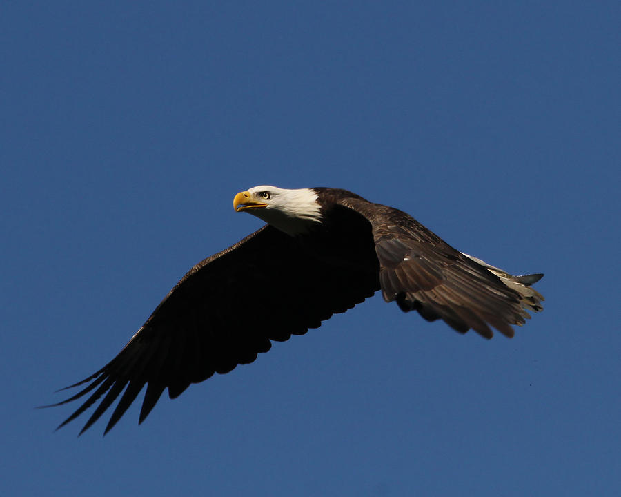 Bald Eagle #2 Photograph by Roger Becker