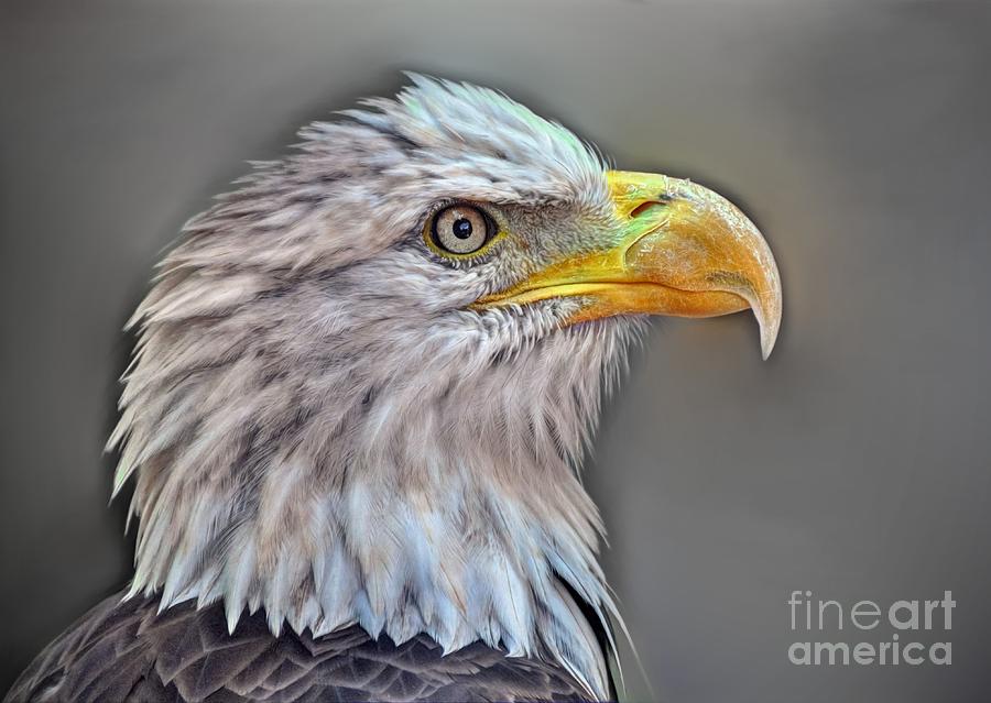 Bald Eagle #2 Photograph by Savannah Gibbs