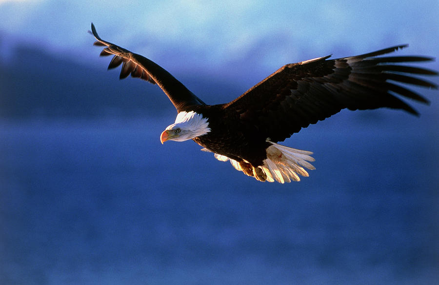 Bald Eagle #1 Photograph by William Ervin/science Photo Library