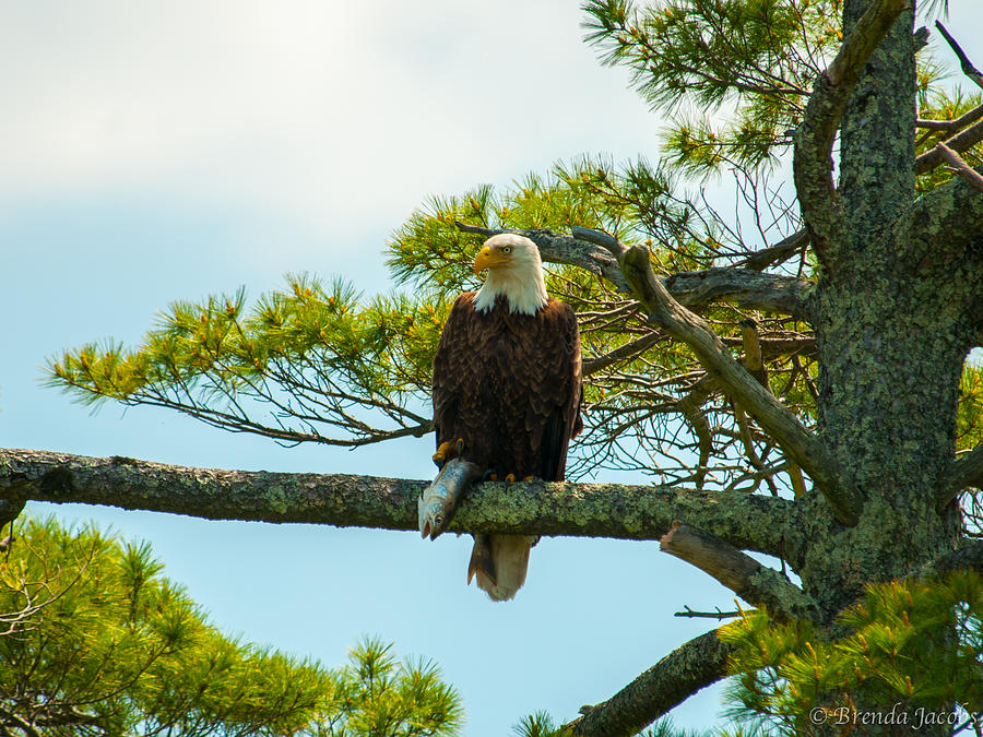 Bald Eagle with Fish Catch #1 Photograph by Brenda Jacobs