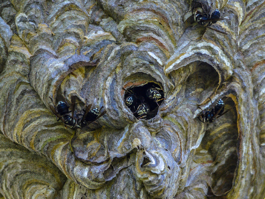 Bald-faced hornet nest #1 Photograph by Brian Stevens