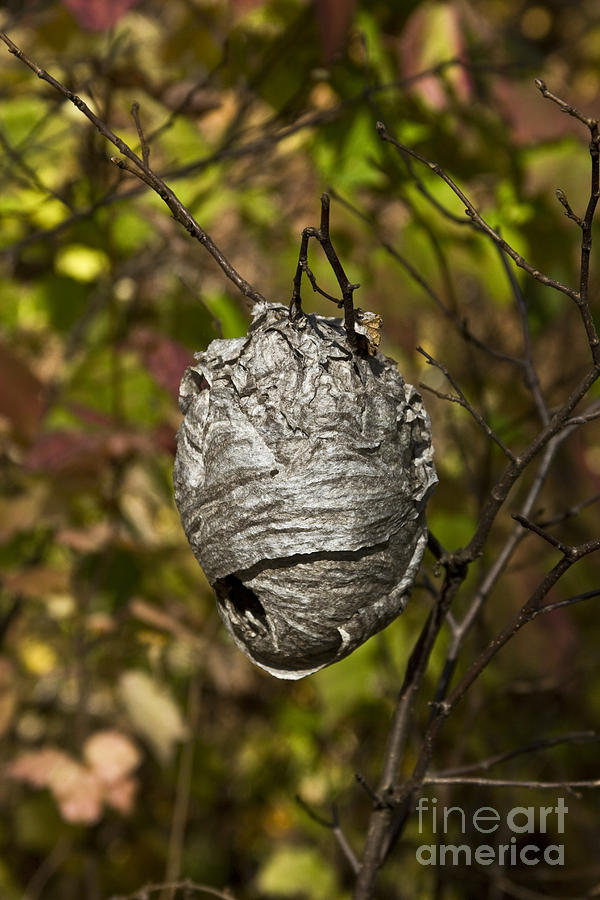 Bald-faced Hornet Nest #1 Photograph by Linda Freshwaters Arndt
