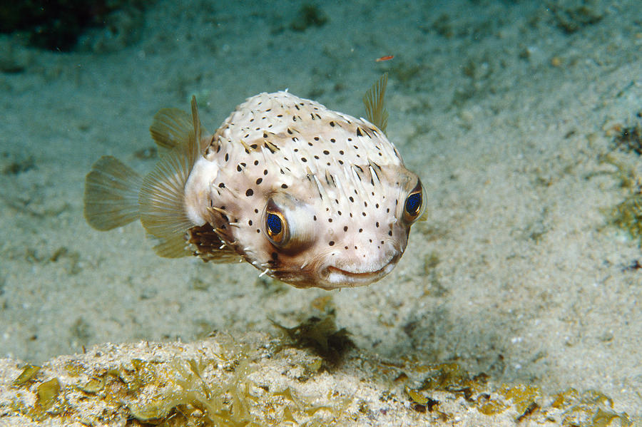 Balloonfish Photograph By Andrew J. Martinez - Fine Art America