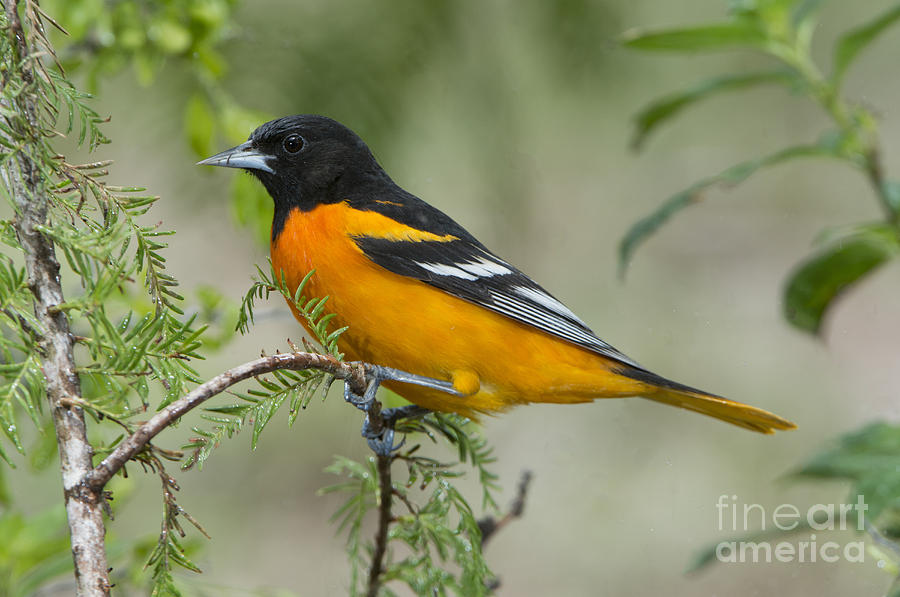 Baltimore Oriole #1 Photograph by Anthony Mercieca