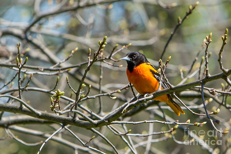 Baltimore Oriole Photograph by Brad Marzolf Photography