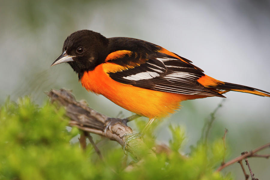 Spring Photograph - Baltimore Oriole Foraging #1 by Larry Ditto