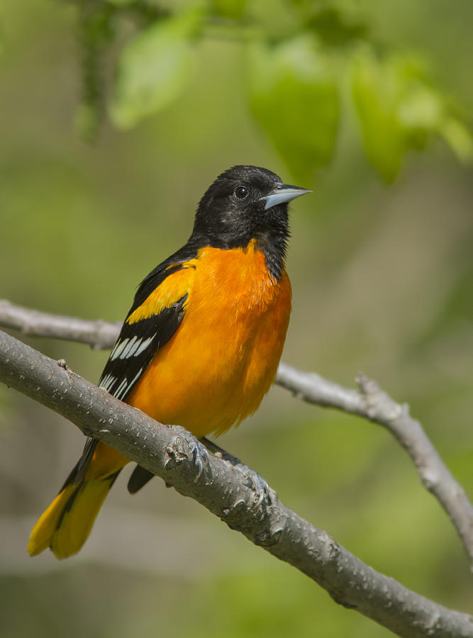 Baltimore Oriole #1 Photograph by Mircea Costina Photography
